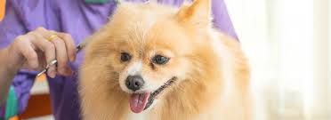 FurSpa™ Grooming