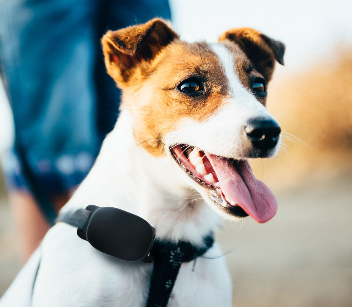 PetTech™ Gadgets