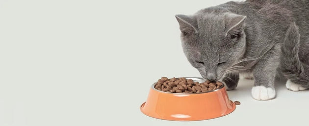 Food & Feeders