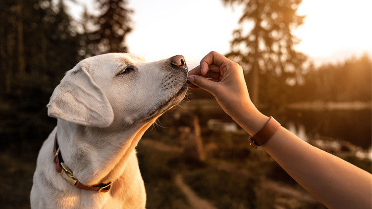 FreshPaws Care