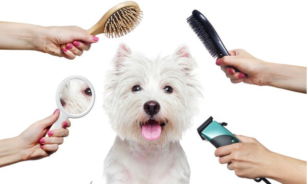 Grooming & Hygiene