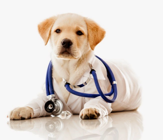 Health & Wellness